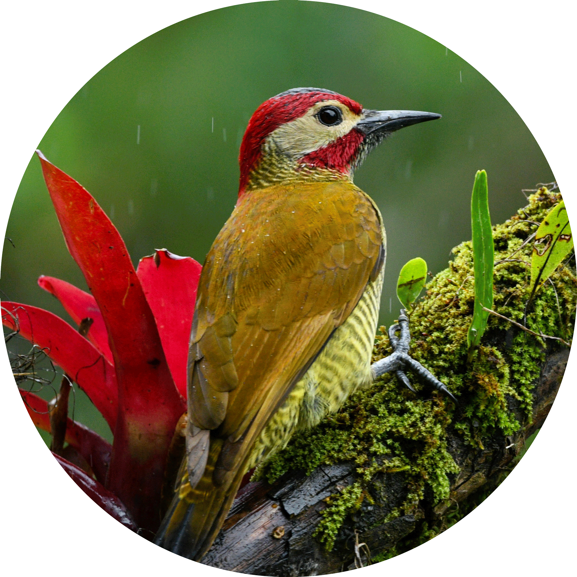 Golden-olive-Woodpecker