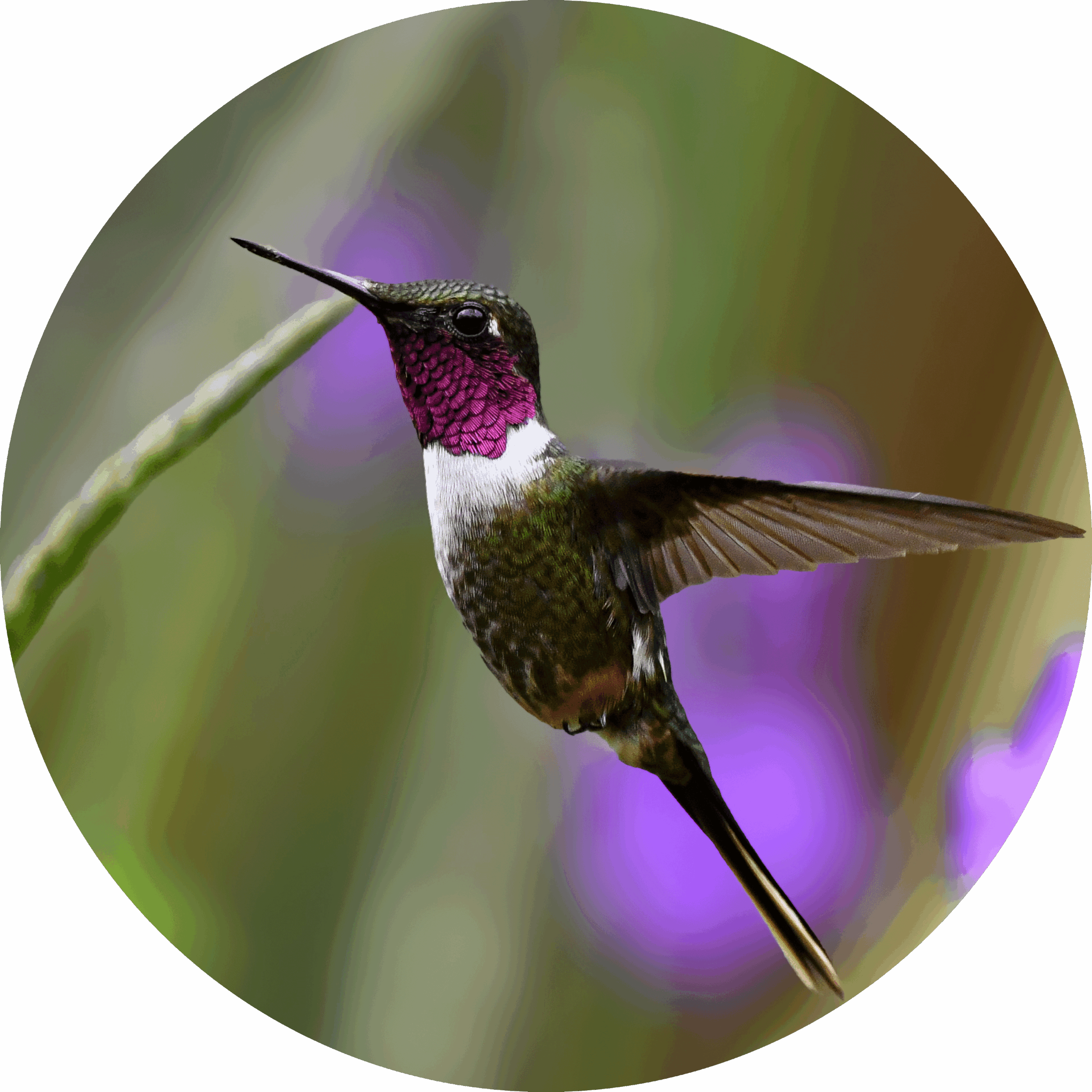 Magenta-throated-Woodstar