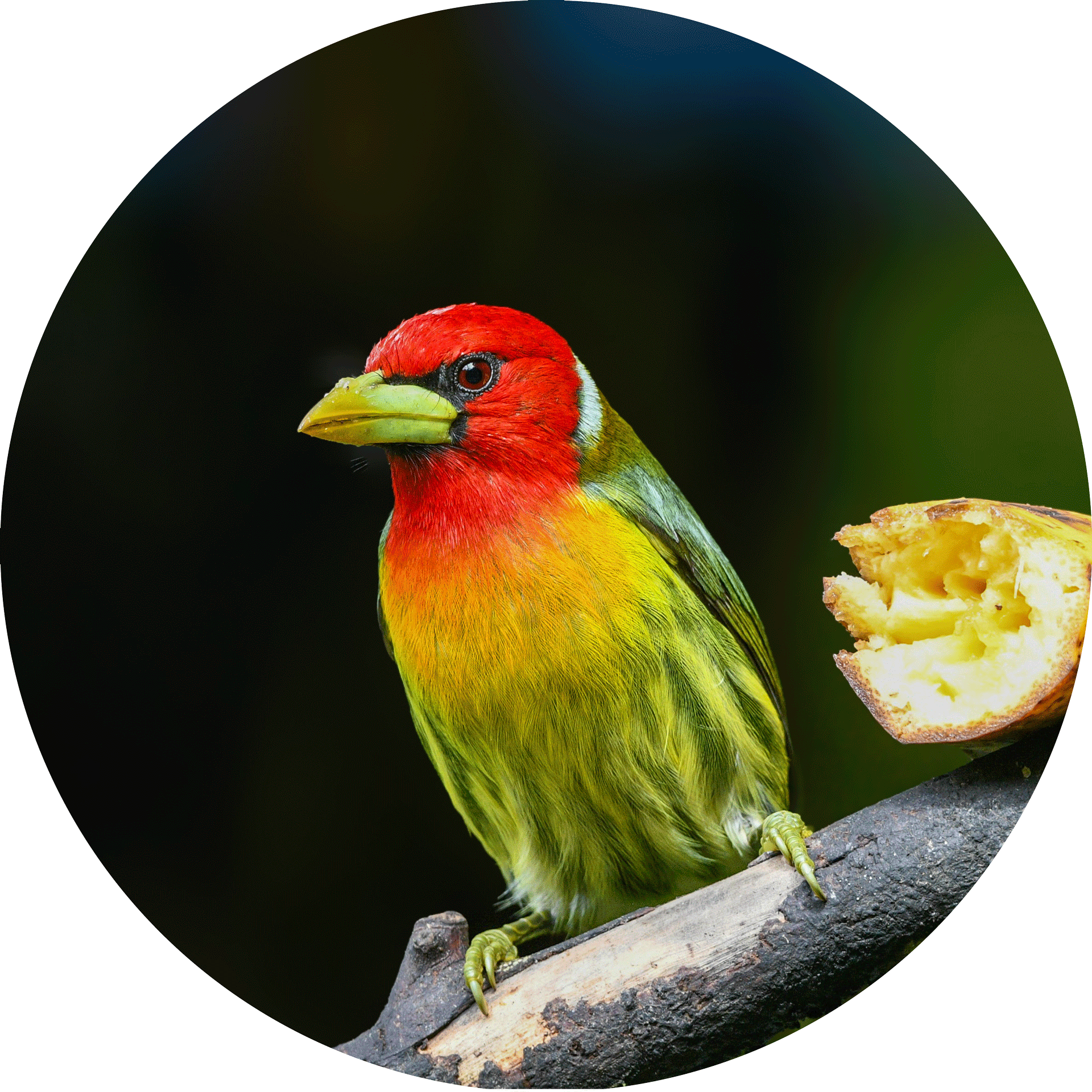 Red-headed Barbet