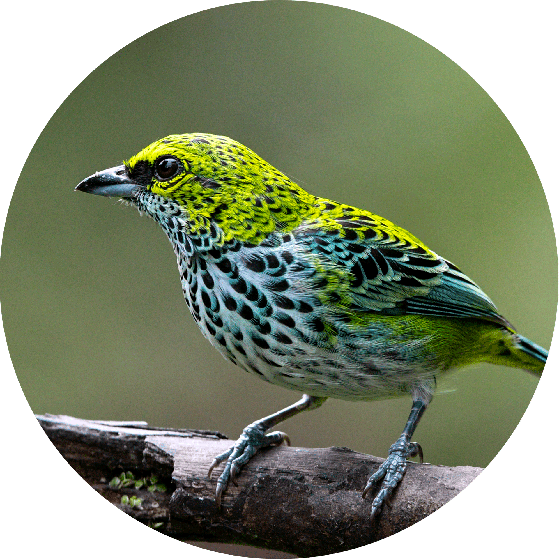 Speckled-Tanager