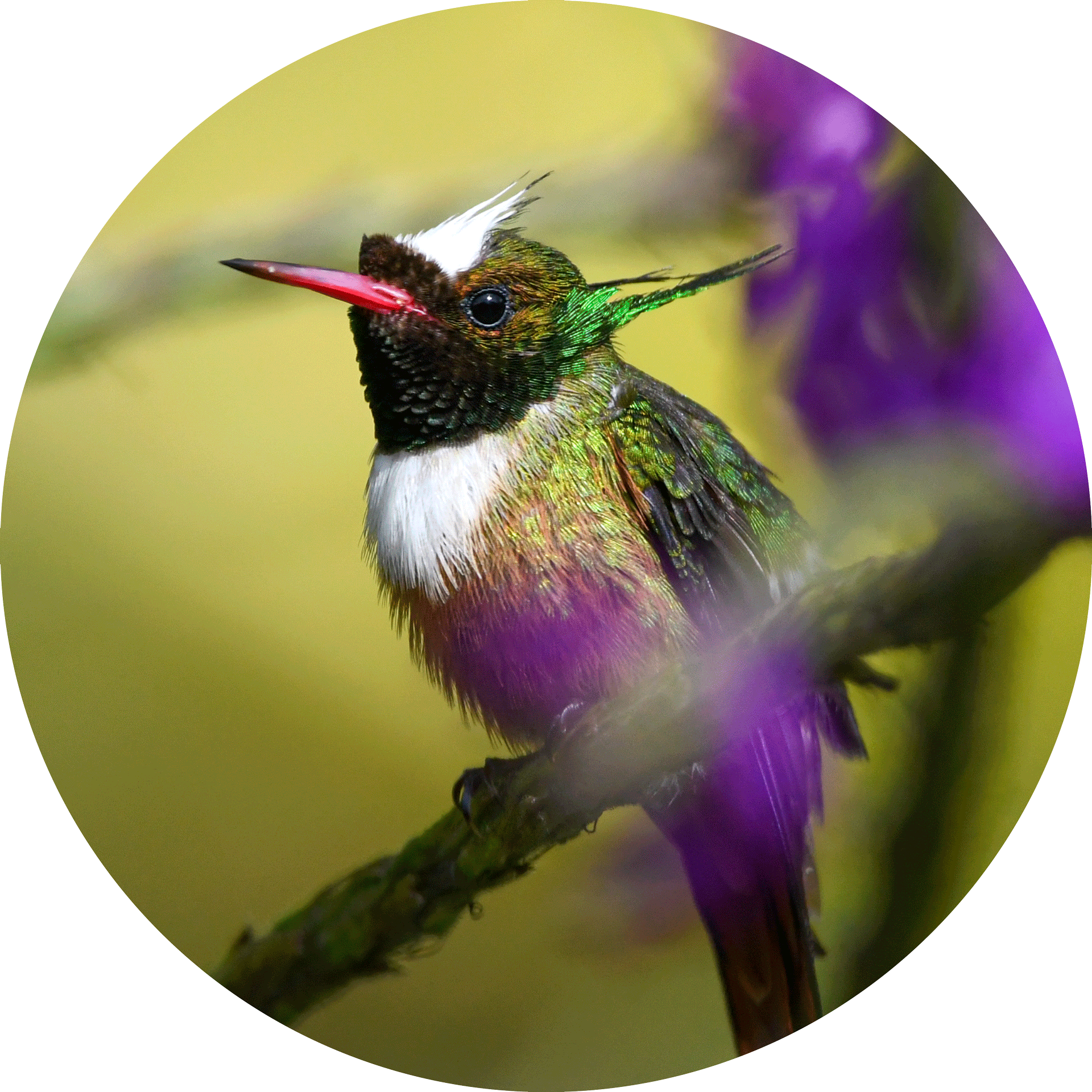 White-crested-Coquette